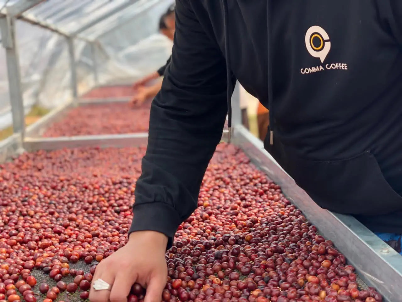 LAO ARABICA DRIP BAG x10