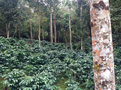 YoYo Laos Sauce x Comma Coffee – Lao Arabica Coffee