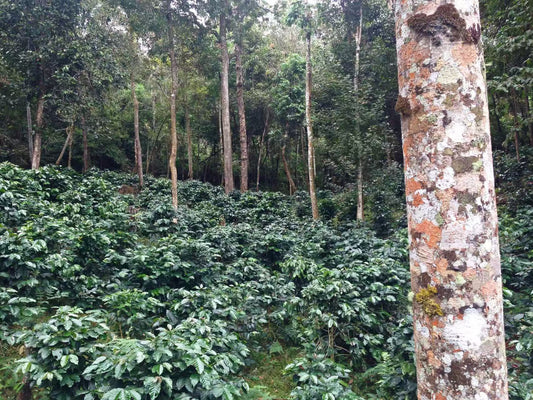 YoYo Laos Sauce x Comma Coffee – Lao Arabica Coffee