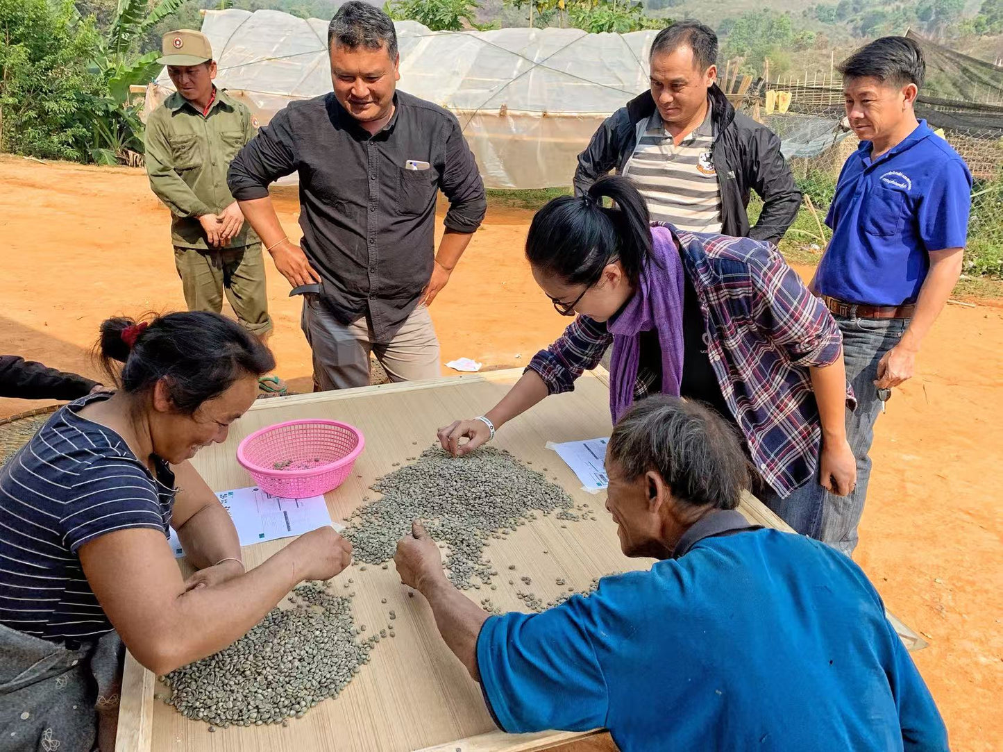 YoYo Laos Sauce x Comma Coffee – Lao Arabica Coffee