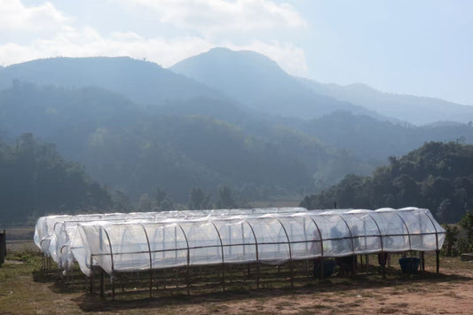 LAO SAOLA COFFEE BLEND - ROASTED ARABICA WHOLE BEAN