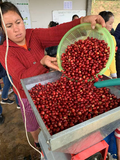 LAO ARABICA DRIP BAG x10
